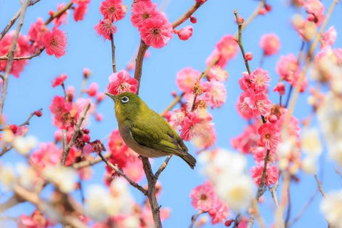 Cherry, peach and plum blossoms: Can you tell them apart? - Japan Today