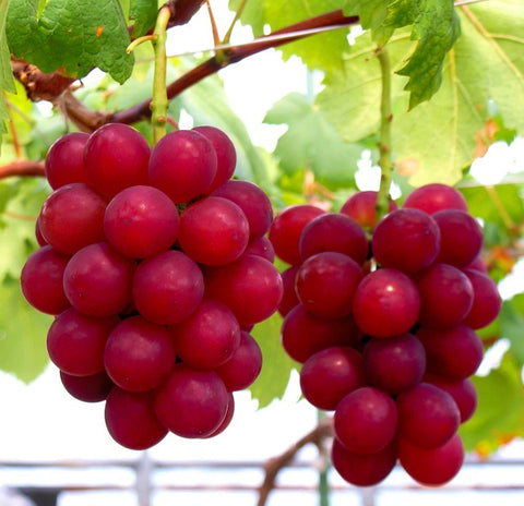 ruby roman grapes history