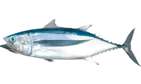 Binnaga-maguro / Albacore Tuna