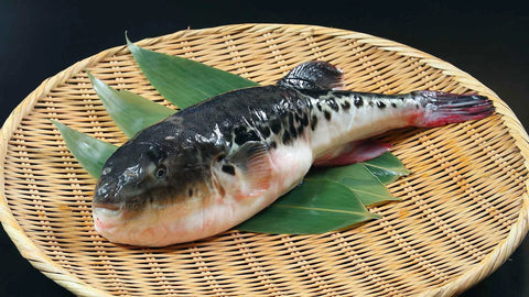 Preparing Fugu