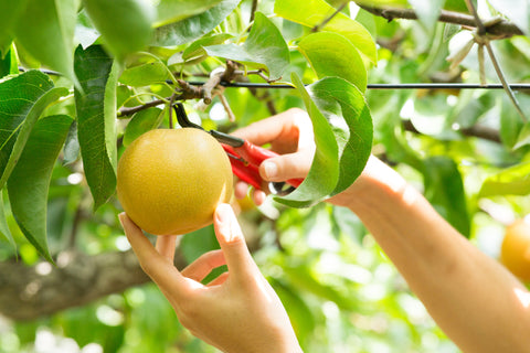 cutting nashi japanese pear from a branch