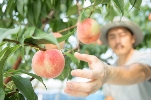 picking a japanese peach