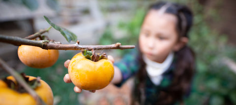 growing persimmons