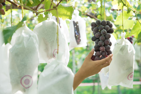 picking japanese grapes