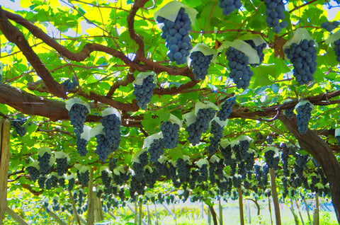 growing japanese grapes