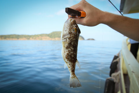 Why Is Fugu Pufferfish Dangerous?