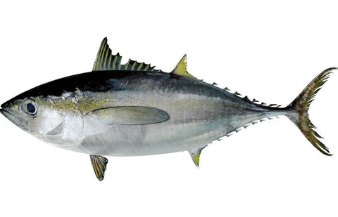 Kihada-maguro / Yellowfin Tuna
