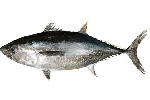 Kuro-maguro / Bluefin Tuna