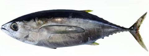 Mebachi-maguro / Big-eye Tuna