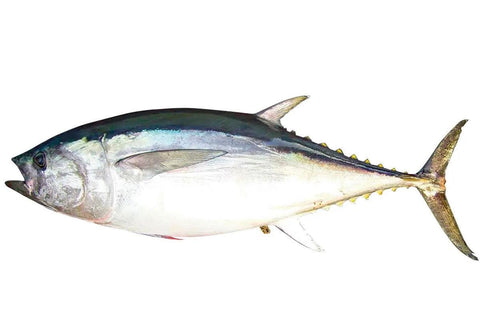 Minami-maguro / Southern Bluefin Tuna