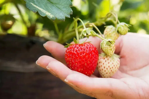 How are Japanese strawberries cultivated? 
