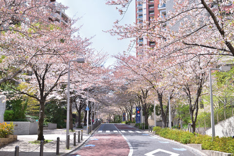 Roppongi Sakurazaka