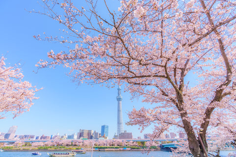 Sumida River