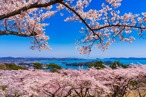 Sendai: Sakura in the Tohoku Region