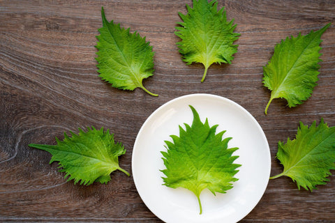 shiso leaves laid out on a table