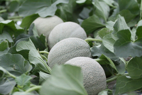 Growing Yubari Melons