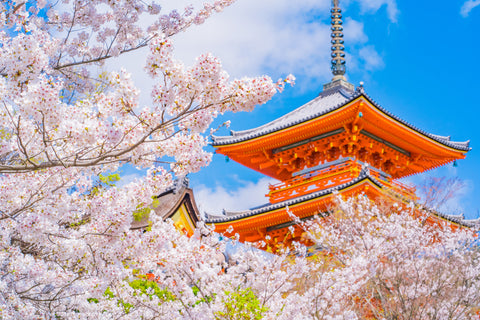 Kyoto: Hanami in Japan’s Ancient Capital