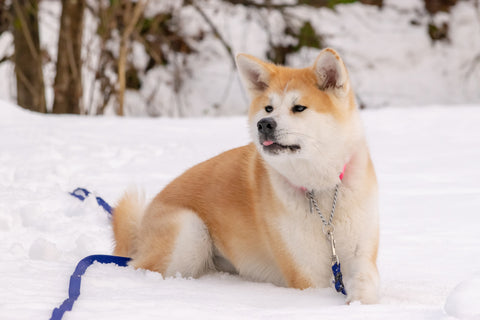 Akita: Japanese Dog Breed & Icon of Loyalty & Courage