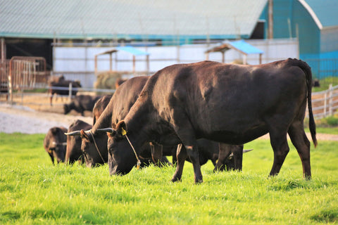 wagyu cattle being fed