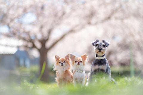 Japanese Dog Breeds And Dog Life In Japan