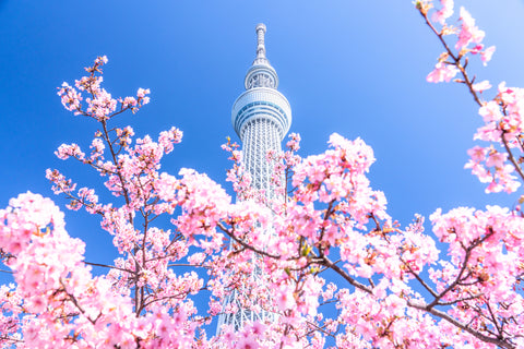 Tokyo: Tourists Abound Amidst the Magnificent Sakura