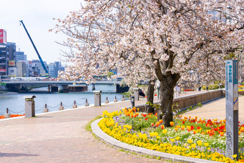 Fukuoka: Sakura in Kyushu
