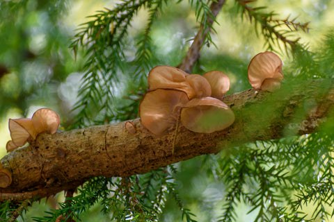 How Are Kikurage Mushrooms Harvested?