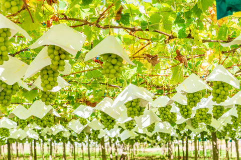 growing shine muscat grapes