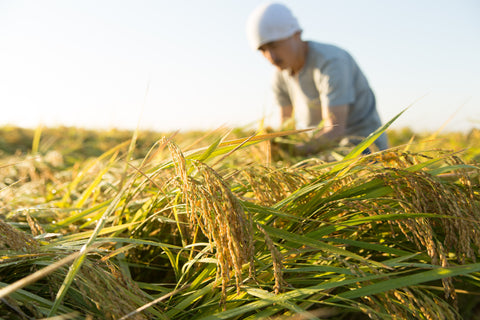 How Is Japanese Rice Cultivated And Processed?