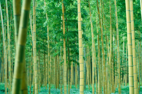 Why Is Japanese Bamboo Ideal For Kitchen Tools And Gadgets?