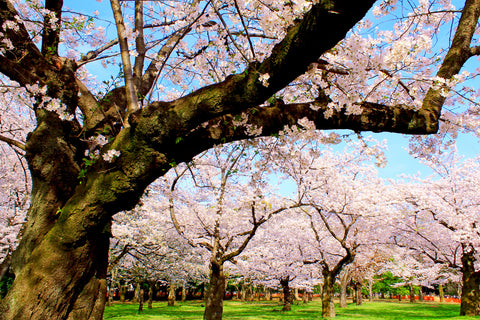 Yoyogi Park