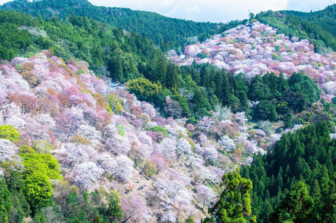 Yoshino-Kumano Park