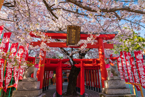 Nagoya: Sakura in Japan’s 4th Largest City