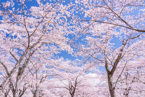 Japan's 2024 Cherry Blossom Forecast