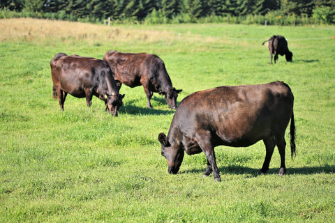 Wagyu Cattle