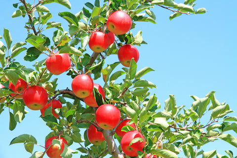 Major Cultivation Areas Of Japanese Apples