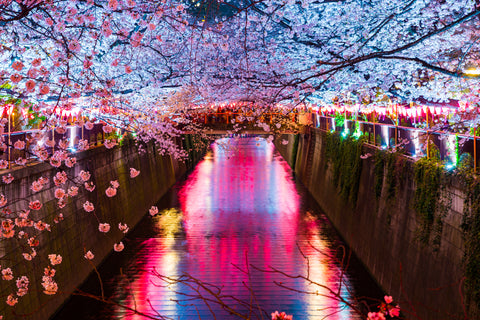 Cherry Blossom Festivals: Sakura Celebrations Across Japan