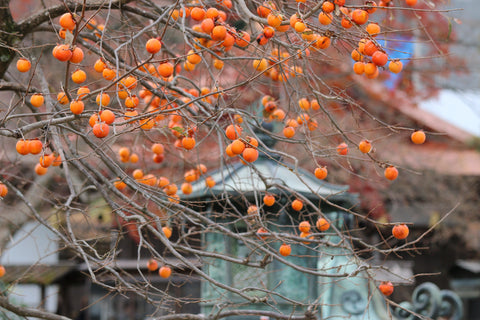 Japanese Persimmon Tree