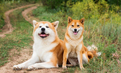 Akita Inu vs Shiba Inu