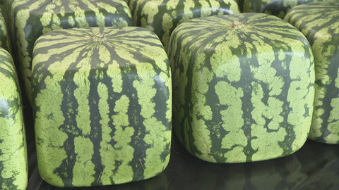 When Were Japanese Square Watermelons Invented?