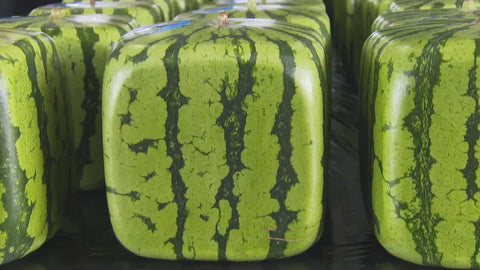 Where Can You Buy Square Watermelons In Japan?