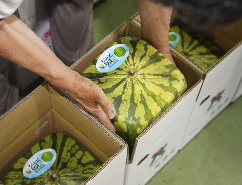 When Were Japanese Square Watermelons Invented?