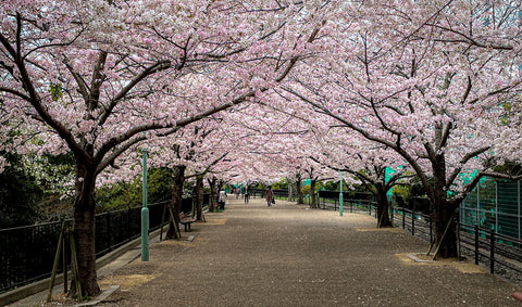 What Is Hanami? Why Do Japanese People Love Sakura?