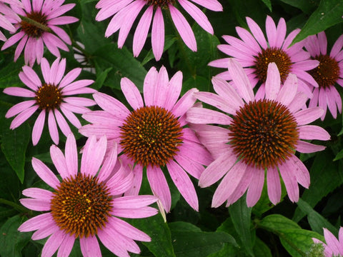 Echinacea/Gate74