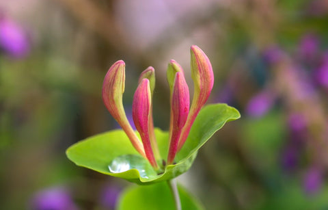 Madreselva/Honeysuckle