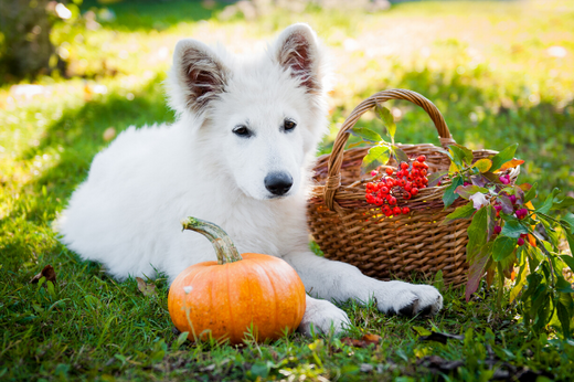 fresh pumpkin for dogs