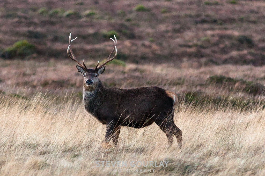 deer stags