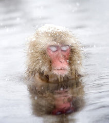 relaxing monkey