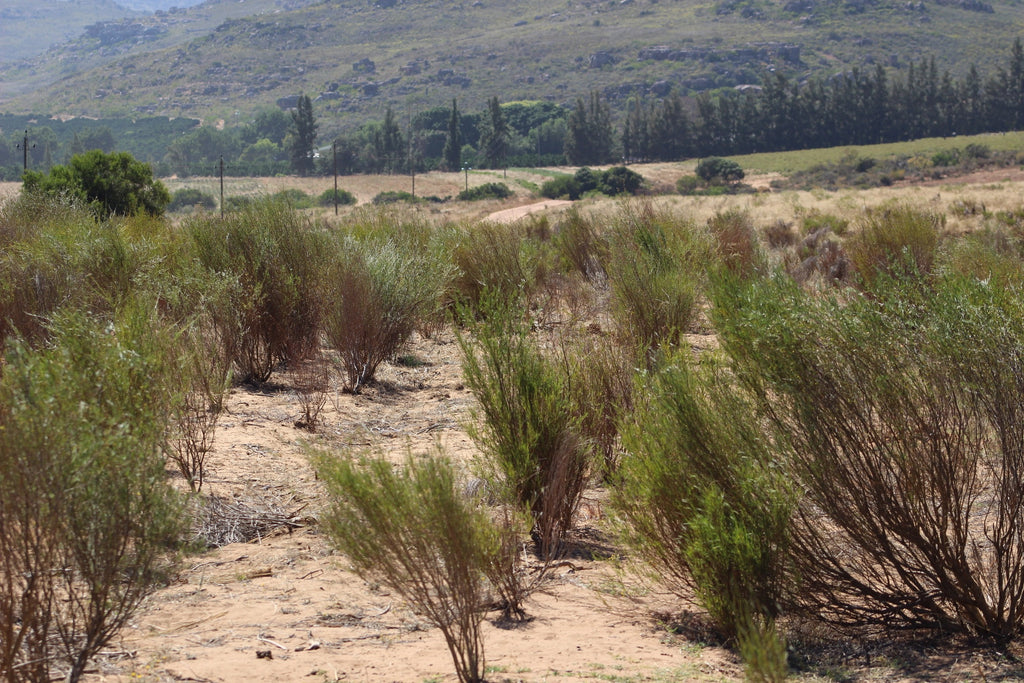 Rooibos Bush South Africa