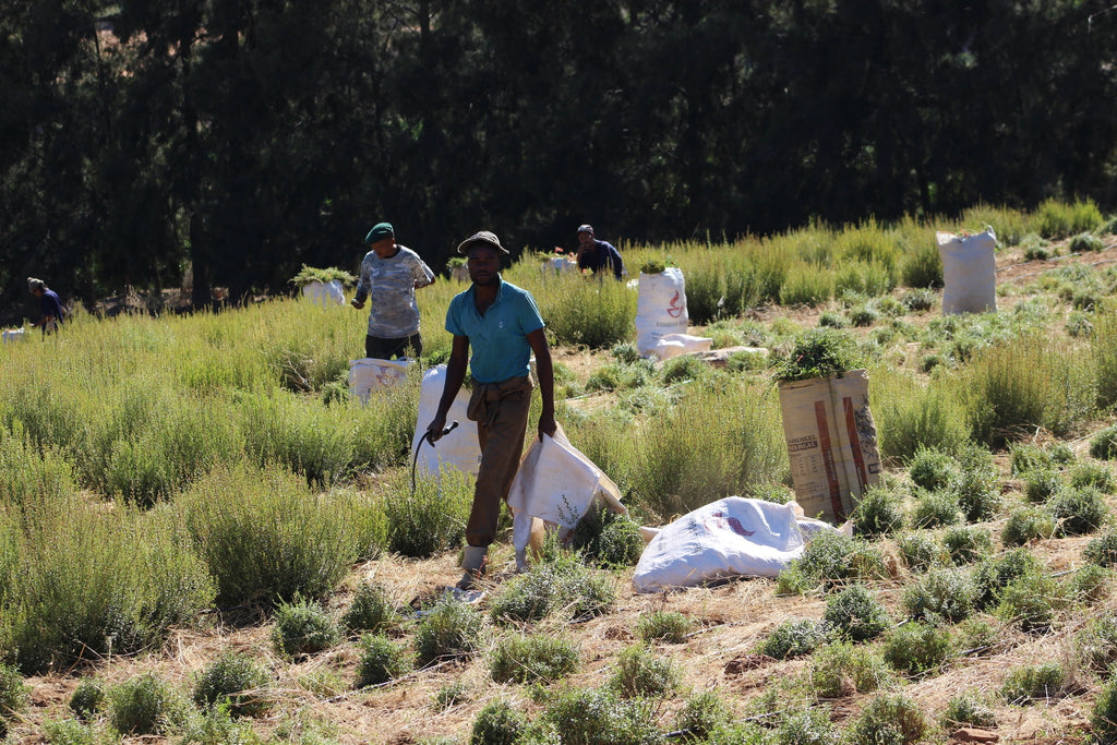 Rooibos Farmer bundling